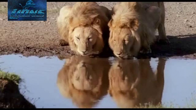 Lion vs Hyena Fight to Death - Lions fighting to death