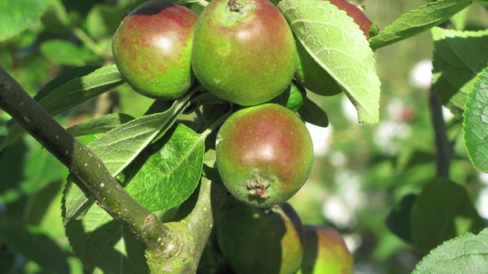 Jardinage: des précautions sont à prendre pour la taille des arbres fruitiers