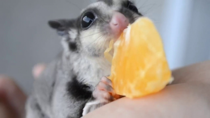 Le petit animal le plus craquant du monde : un petit phalanger volant qui va tomber de sommeil!