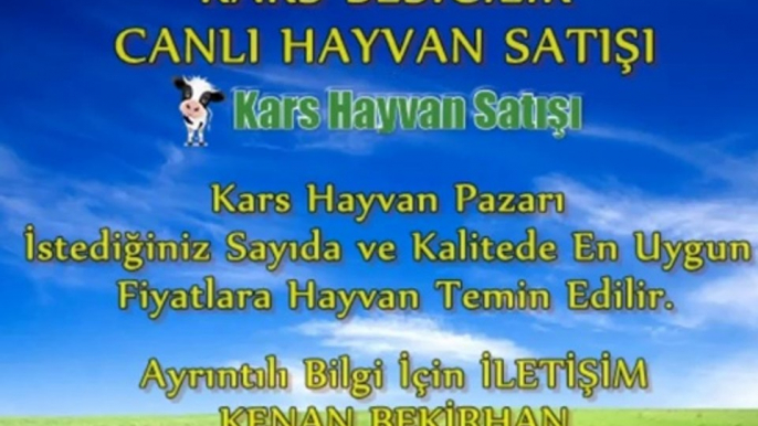 Kars Simental Kurbanlık Fiyatları Kars Simental Boğa Altı Düve Fiyatları Kars Simental İnek Fiyatları Kars Simental Kesimlik İnek Fiyatları