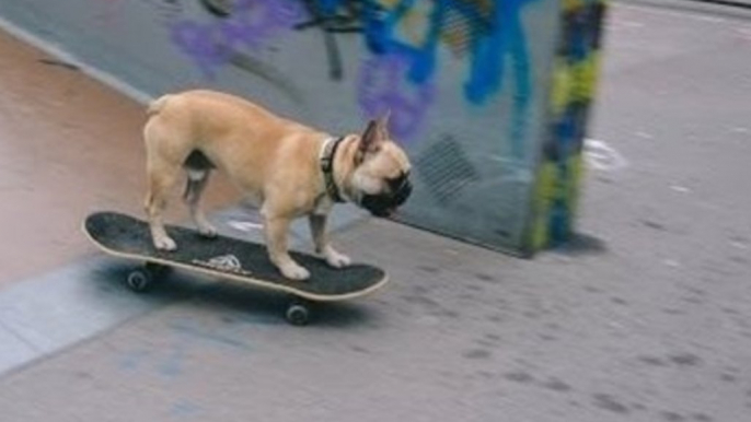 Gizmo the French Bulldog Goes Skateboarding