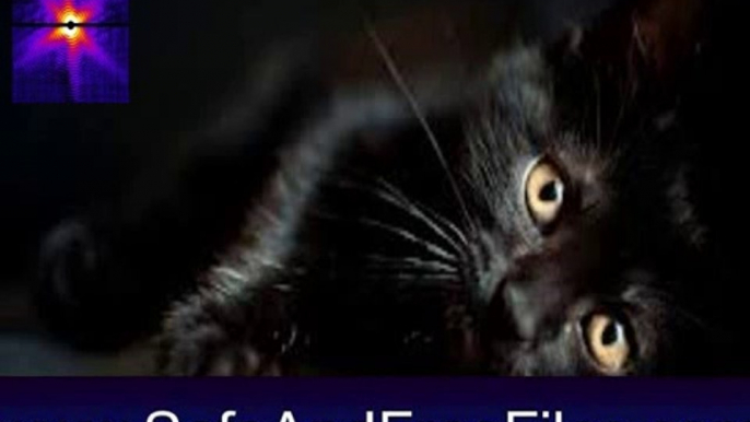 Download Black Cats Screensaver 2 Activation Number Generator Free