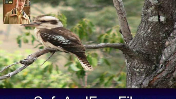 Download Birds Galore Screensaver 1.0 Activation Code Generator Free