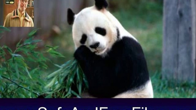 Download Giant Panda Screensaver 1 Activation Code Generator Free