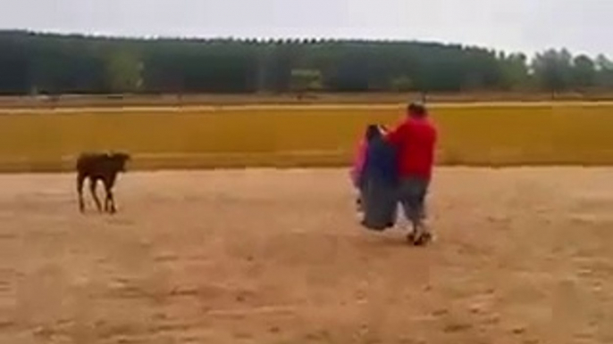 Jeune taureau déjà très fourbe et le Torero s’envole : coup de corne par derrière!