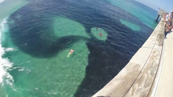 So impressive giant Anchovy school at Scripps Pier! Darkest than petrol!