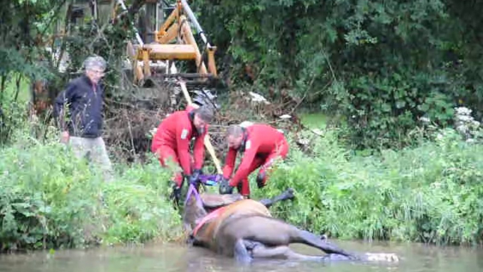 Blanzy : tractage du cheval mort hors du canal