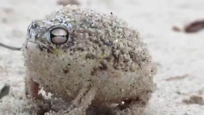 Worlds Cutest Frog Beautiful Desert Rain Frog