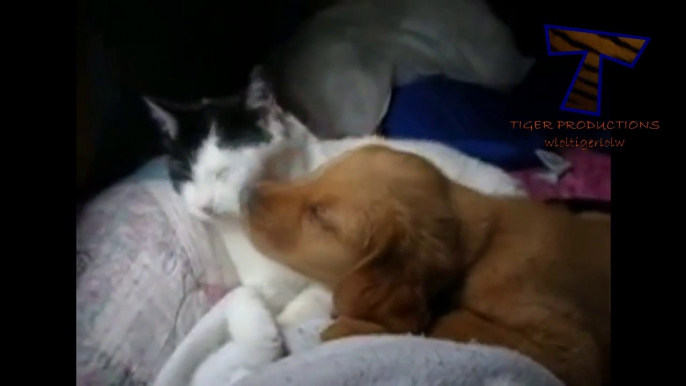 Adorable animals waking each other up - hilarious animal compilation