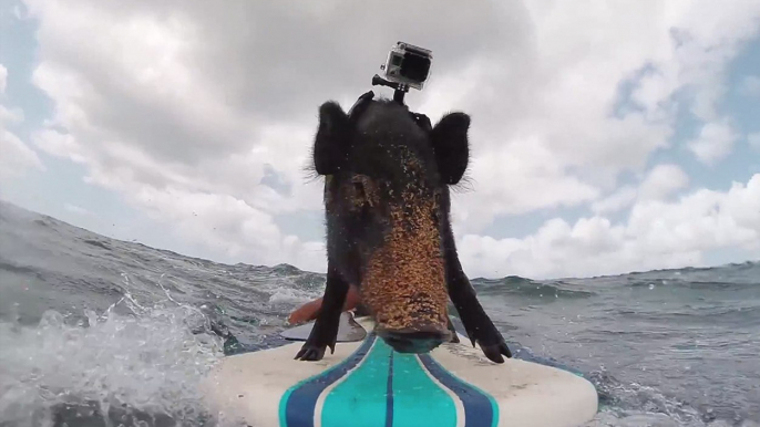 KAMA THE SURFING PIG (WITH GoPro!) | What's Trending Now!