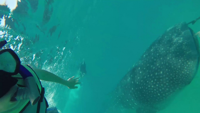 Nedant amb un tauró balena a l'illa de Holbox (Mèxico)