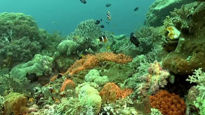 RAJA AMPAT - Le Petit Monde du Corail - extrait