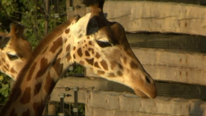 Disturbing photo shows moments before giraffe bridge smash