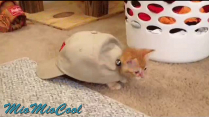 Funny Videos Funny Cats Fails Funny Vines Videos Cool Cute Funny Videos #8.