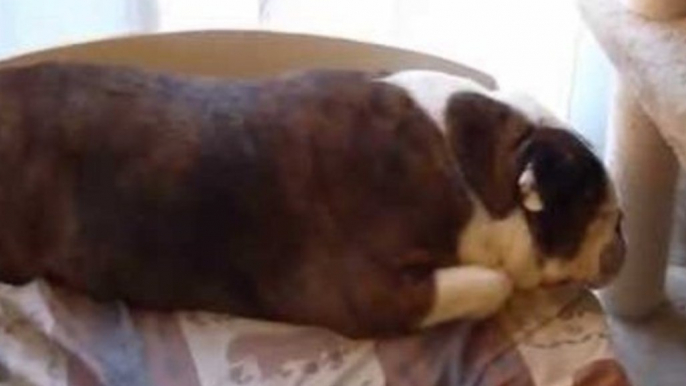 Sphynx Loves to Cuddle Her Gentle Bulldog Friend