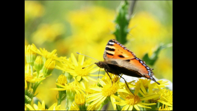 papillons