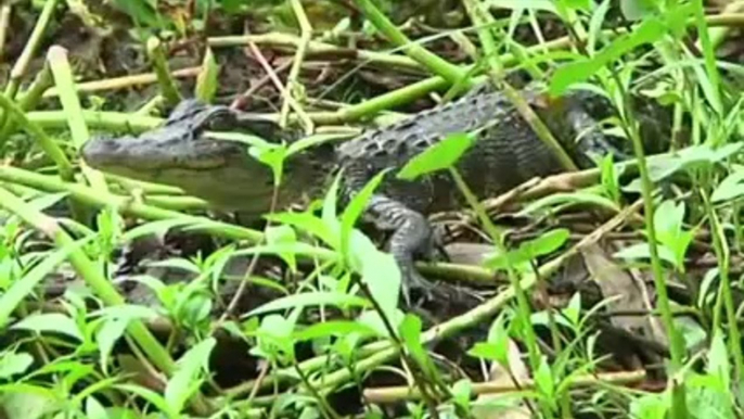 Guy Feed an Alligator Marshmallows Directly From His Mouth in Louisiana