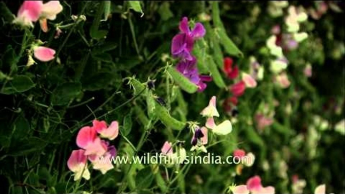 These divinely fragrant Sweet Peas grow 12 feet tall!