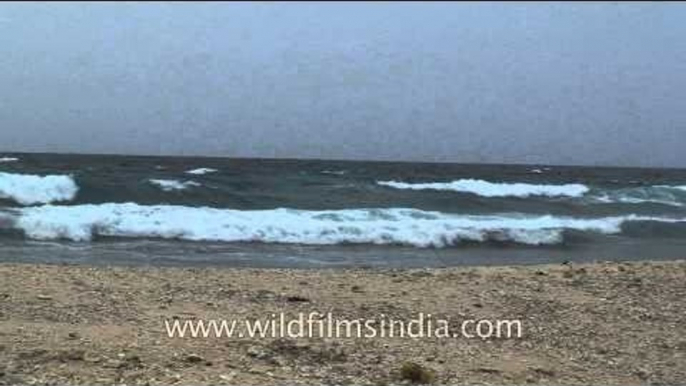 Visitors walking on the beach of Andaman & Nicobar Islands