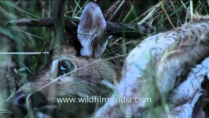 Dead deer in the forest of Satpura National Park