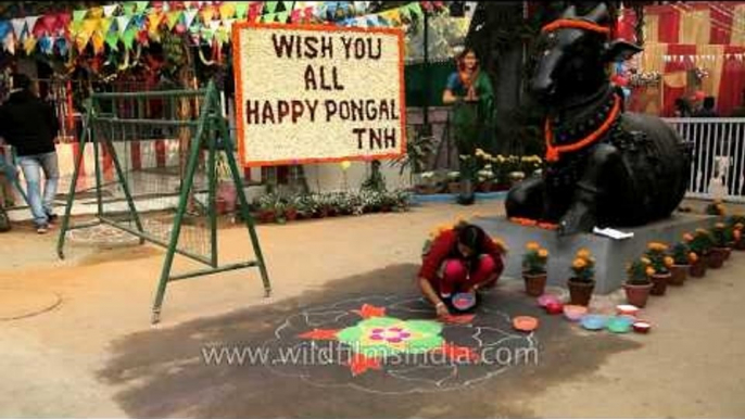 Rangoli making during Pongal at Tamil Nadu House in New Delhi