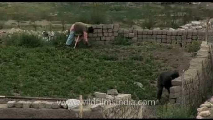 Farmers plant potatoes in their fields, in Ladakh