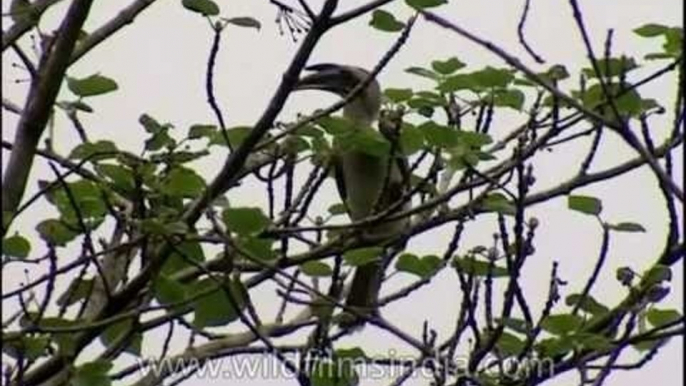 Birds of India - a trio of Indian birds