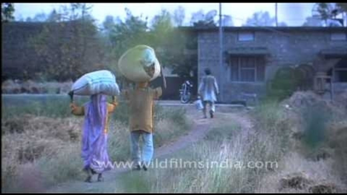 Farmers carry headloads of produce from their fields