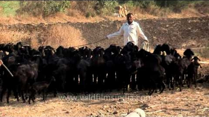 Goat herder with his herd in Solapur, Maharashtra