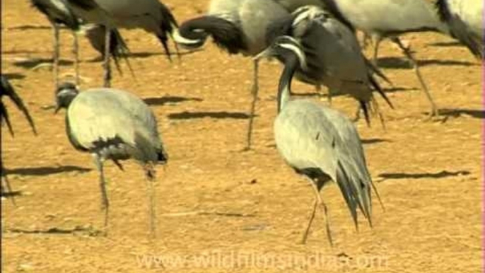 Flock of Demoiselle crane wintering in the Rajasthan desert