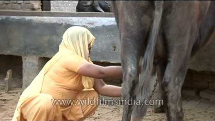 Indian village woman milking buffalo by hand, Uttar Pradesh