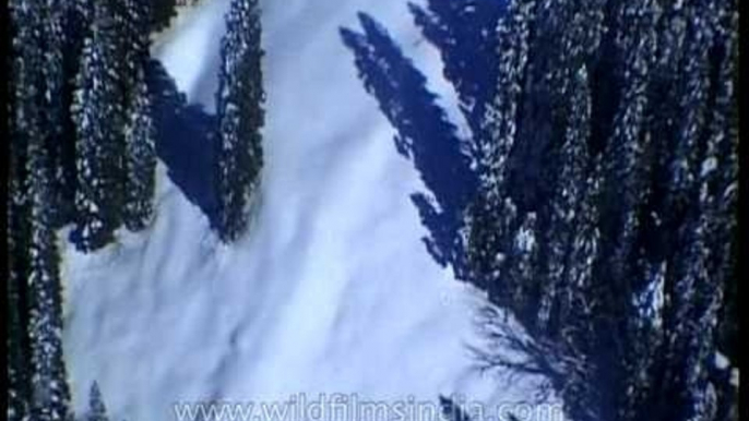 Aerial view of Himalayan conifers from a helicopter