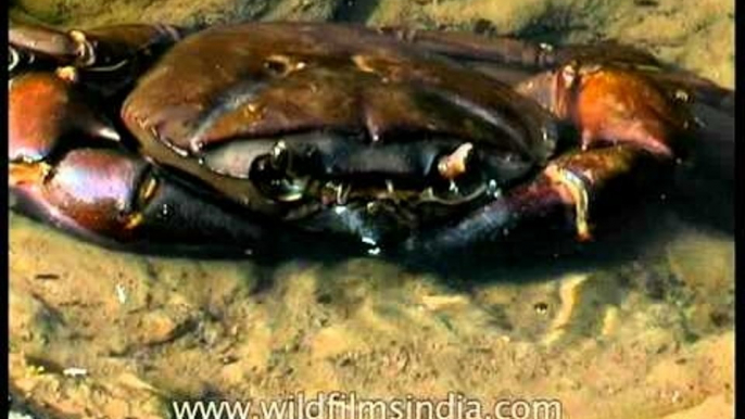 River Crab along Ken River in Panna National Park