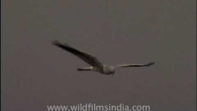 Montagu's Harrier wintering in India