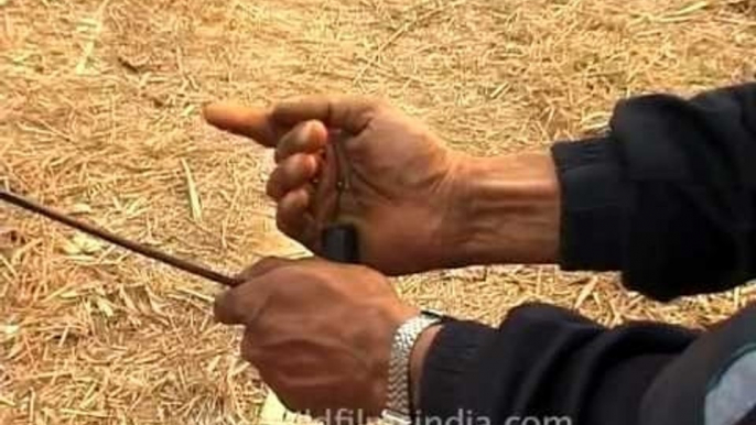 Poachers filling muzzle-loader guns with gun powder, for poaching!