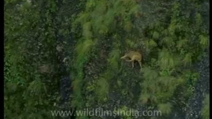 Goral on steep Himalayan slopes...