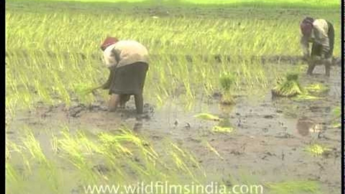 Farmers in the paddy fields of Arunachal