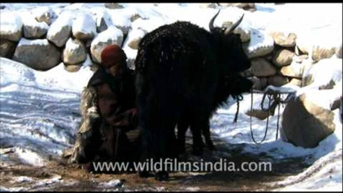 Man milking a Yak in Ladakh