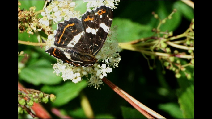 Des papillons