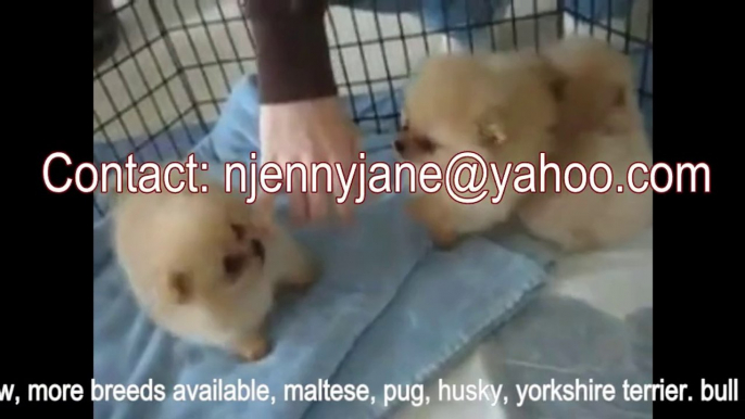 buy a puppy now, pomeranian, pug ,yorkshire terrier, maltese, etc