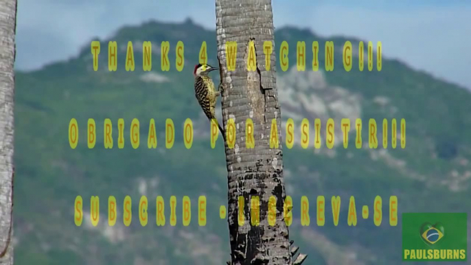 Pássaros Silvestres BR (Brazilian Birds) part 7 - Pica-Pau em Ação - Woody Woodpecker in Action.