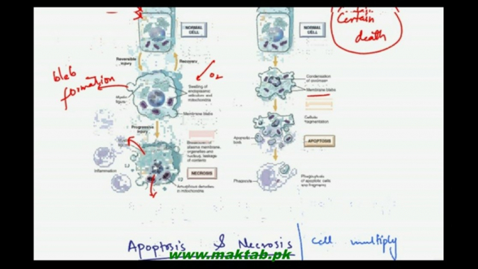 FSc Biology Book2, CH 21, LEC 7: Apoptosis and Necrosis