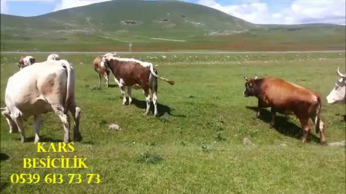 Kars Simental Tosun Fiyatları, Kars Simental Yavru Buzağı, Kars Simental Yerli Sığır, Kars Satılık imental Besi Danası,