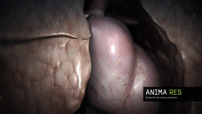 3d animated heart & lung - 3d medical animation