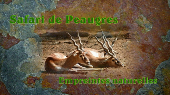 Safari de Peaugres en Ardèche