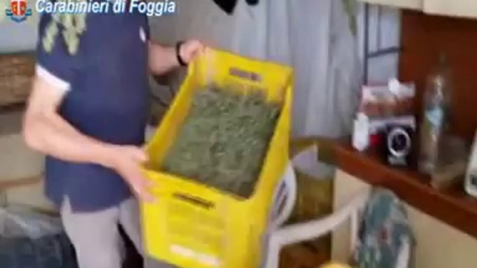 Trinitapoli (FG) - Scoperta piantagione di marijuana (17.09.14)