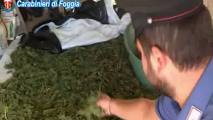 Cerignola (FG) - Scoperta piantagione di marijuana (17.09.14)