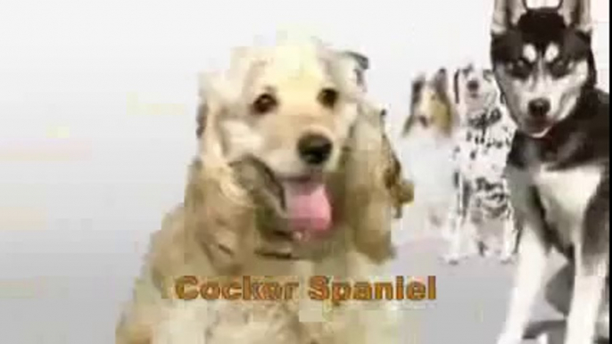 Funny Dogs 20 Dogs Funny Song for Kids Naming 20 Different Dogs