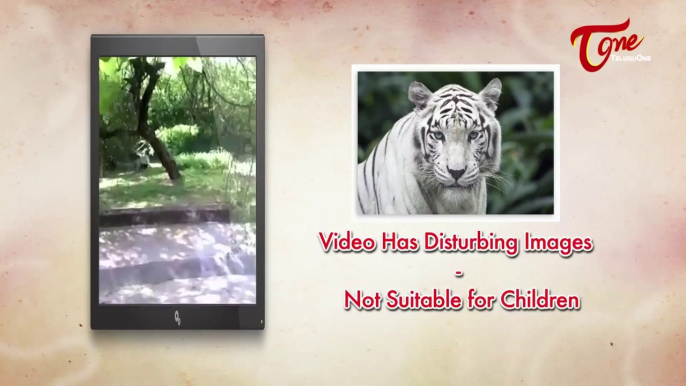 Camera footage : White tiger kills Student (Inside Delhi Zoo)