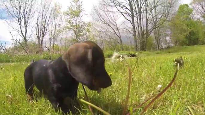 Close Up Of Dachshund Puppies Running Is Adorable